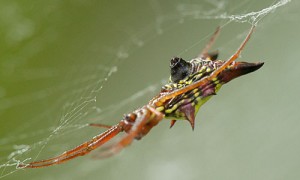 Arrowhead Micrathena