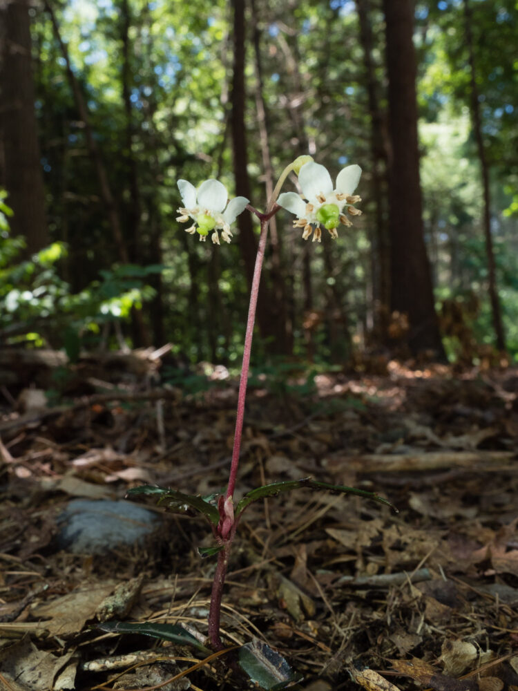 Shade provided by me standing to block the sun.