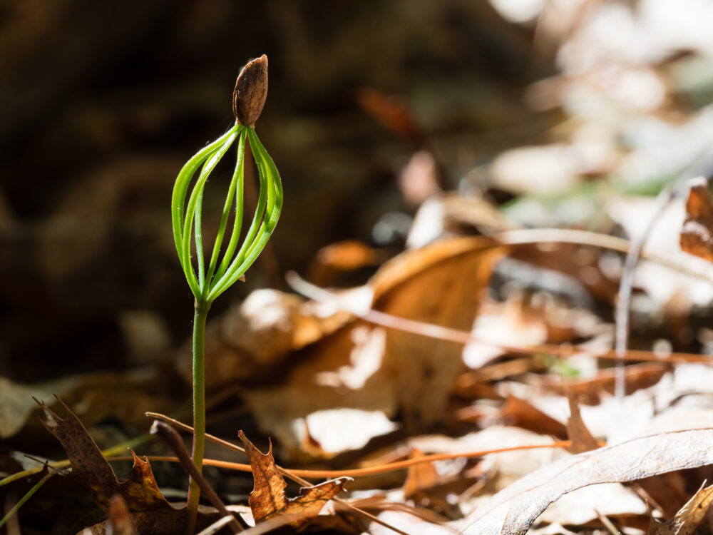 Original backlit scene, no adjustments