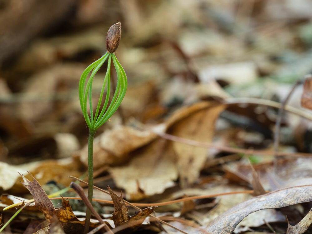 Image captured while providing shade