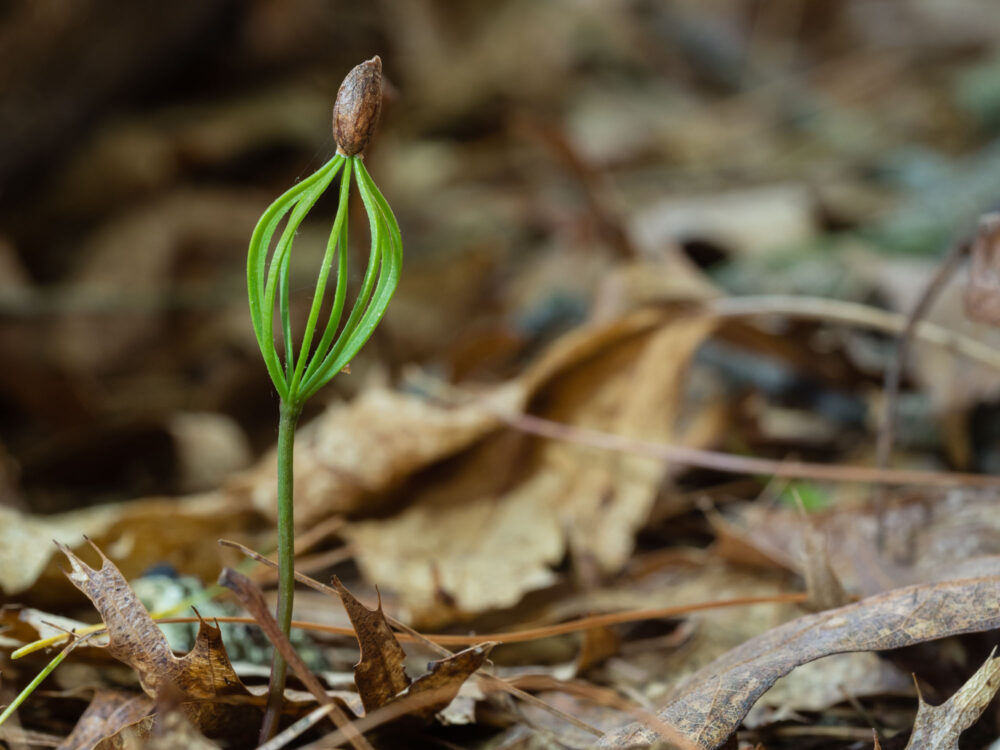 Seedling lit with Litra Torch set at medium power.