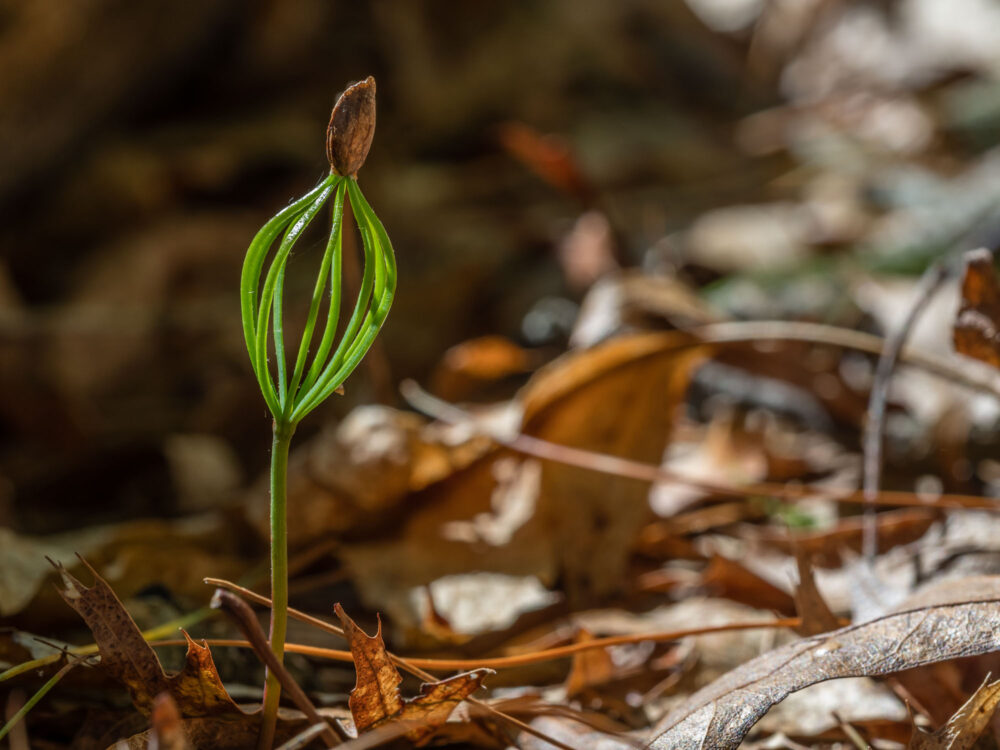 Setting the Highlights slider to -100 and the Shadows slider to +100 compresses the brightness range.